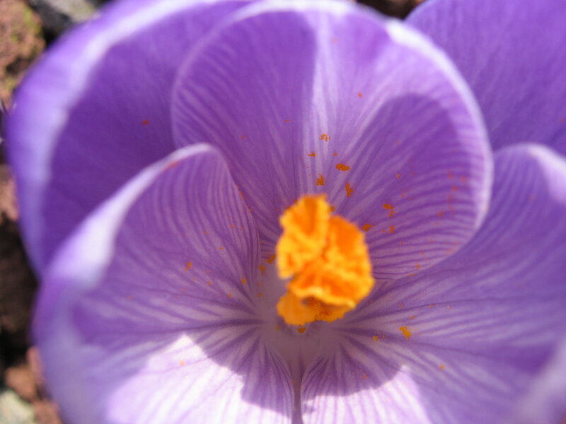 Purple Crocus Flower — Calm, Spring, Photograph, Yellow Center, Petals, Soil