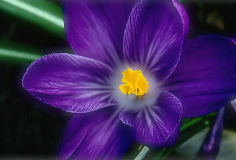 Purple Crocus Flower — Calm, Spring, Photograph, Yellow Center