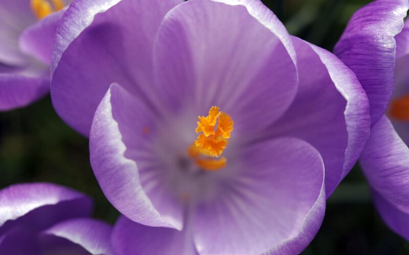 Purple Crocus Flower — Calm, Spring, Photograph, Yellow Stamen, Petals