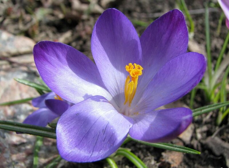 Purple Crocus Flower — Calm, Spring, Photograph, Yellow Stamen
