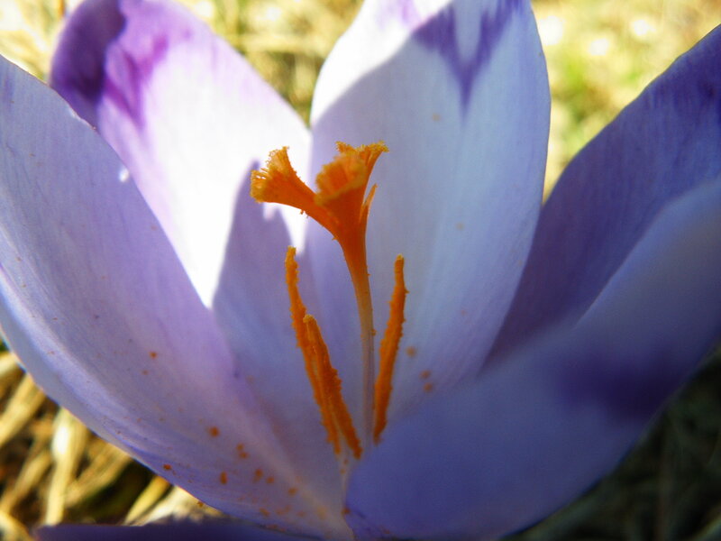 Purple Crocus Flower — Calm, Spring