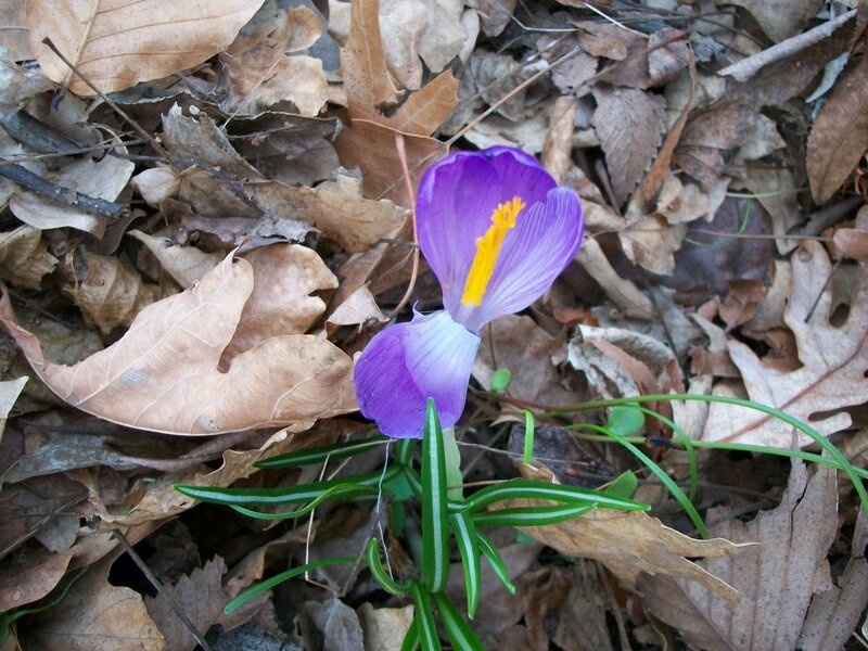 Purple Crocus Flower — Calm