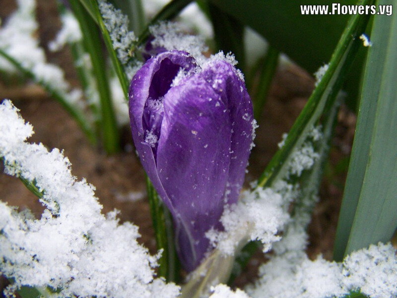 Purple Crocus Flower — Calm, Winter