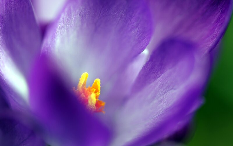 purple crocus flower close-up