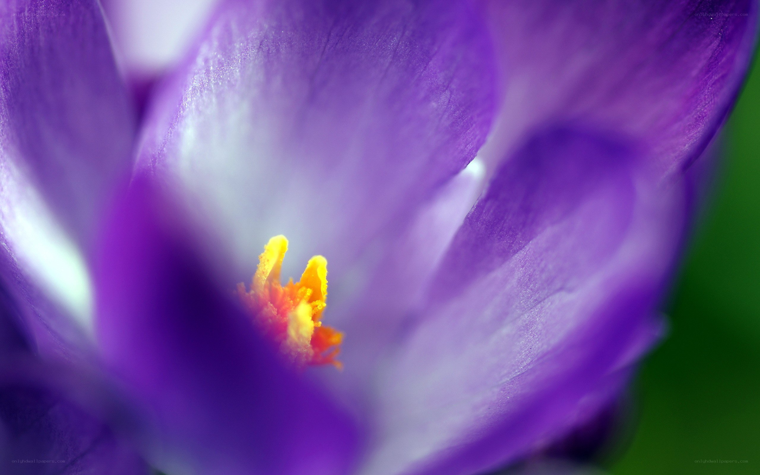 purple crocus flower close-up