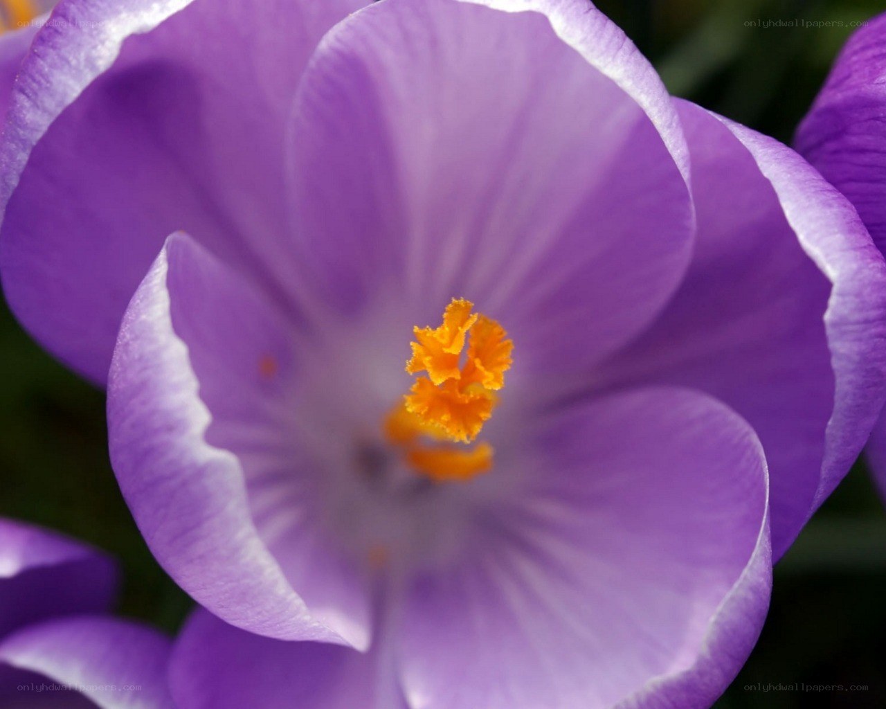 purple crocus flower close-up