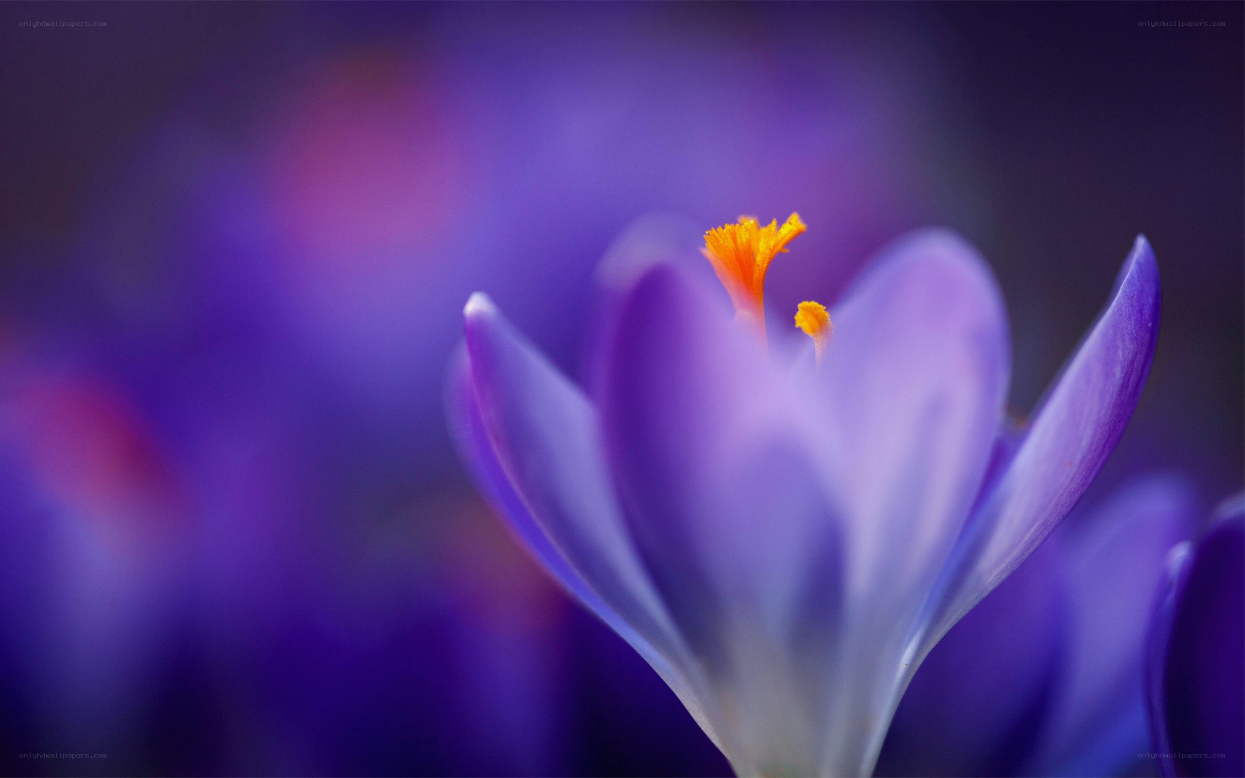 Purple crocus flower close-up