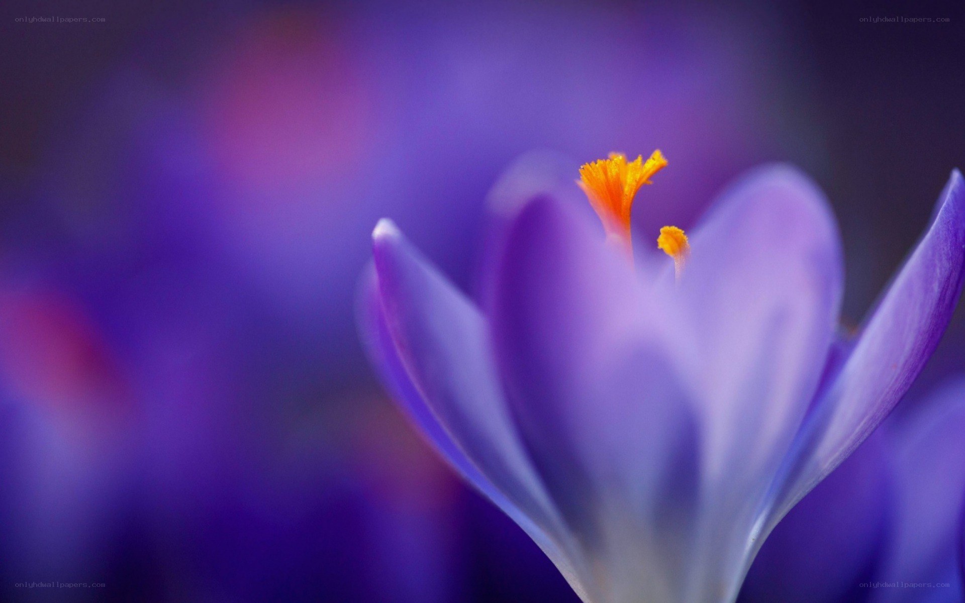 purple crocus flower close-up