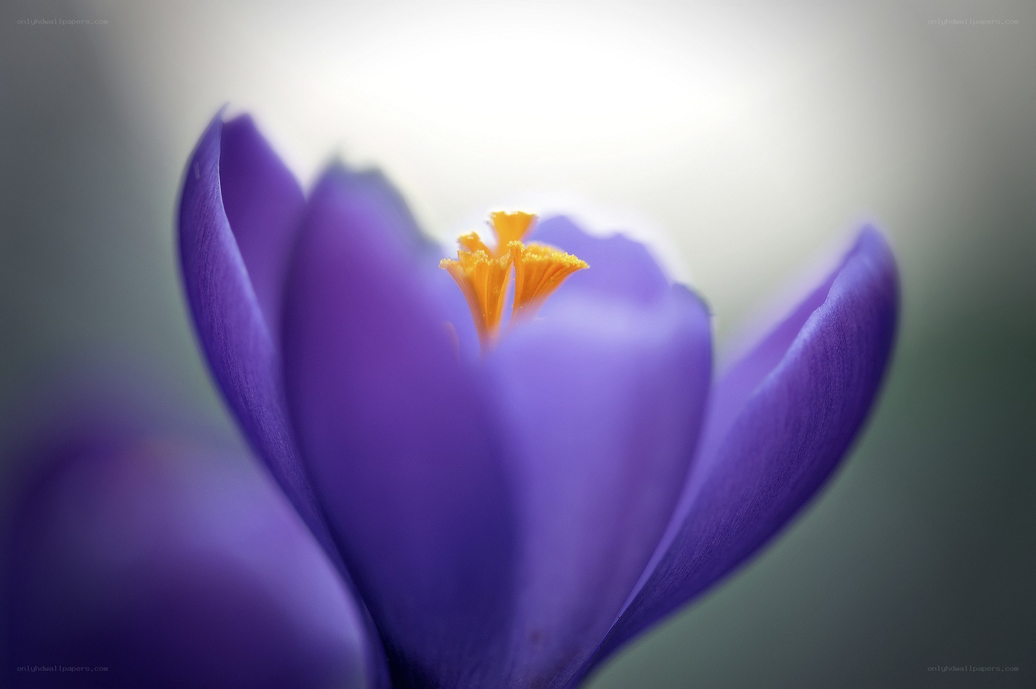 Purple crocus flower close-up
