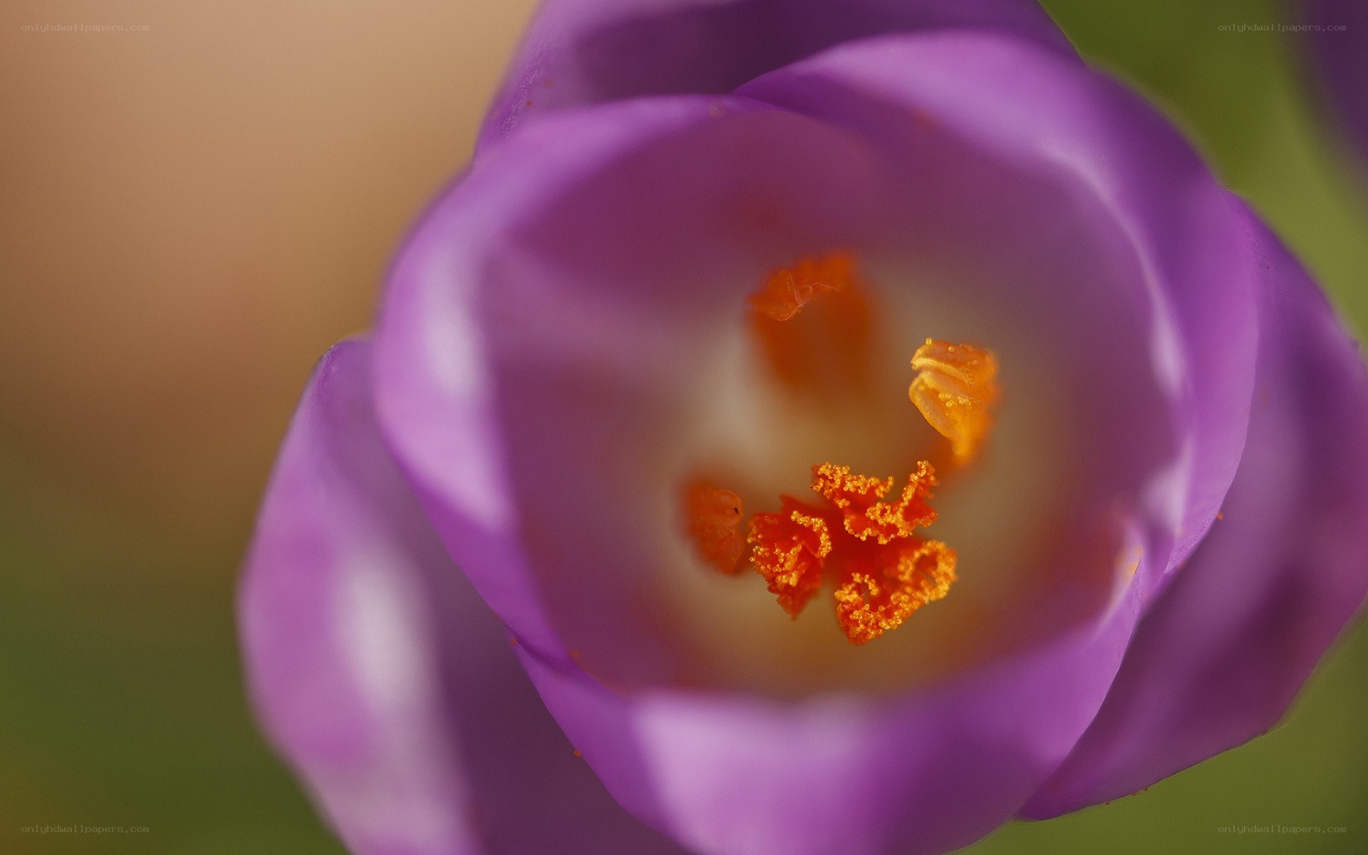 purple crocus flower close-up