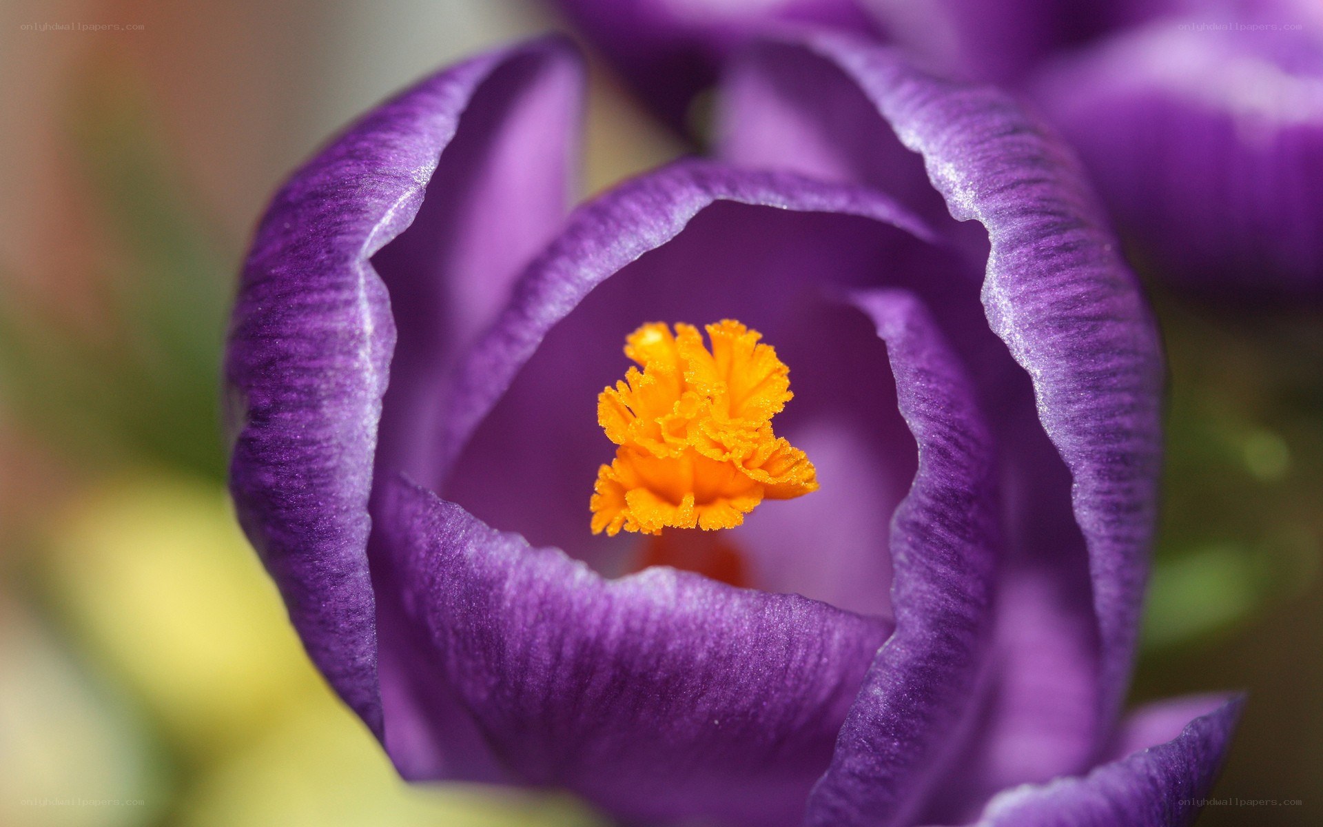 purple crocus flower close-up