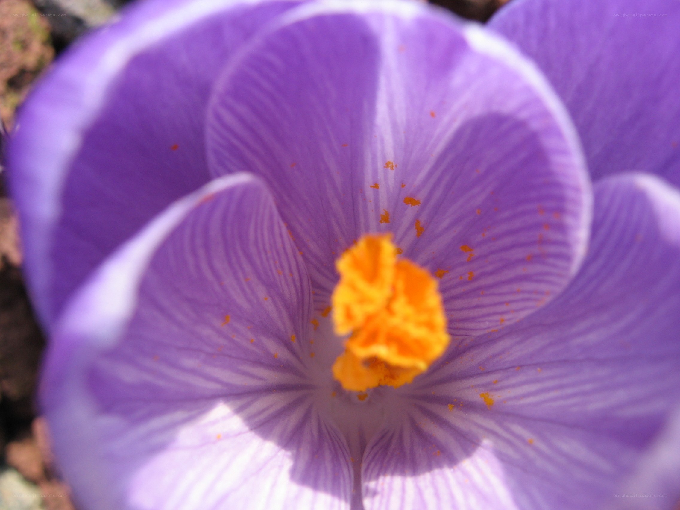 purple crocus flower close-up