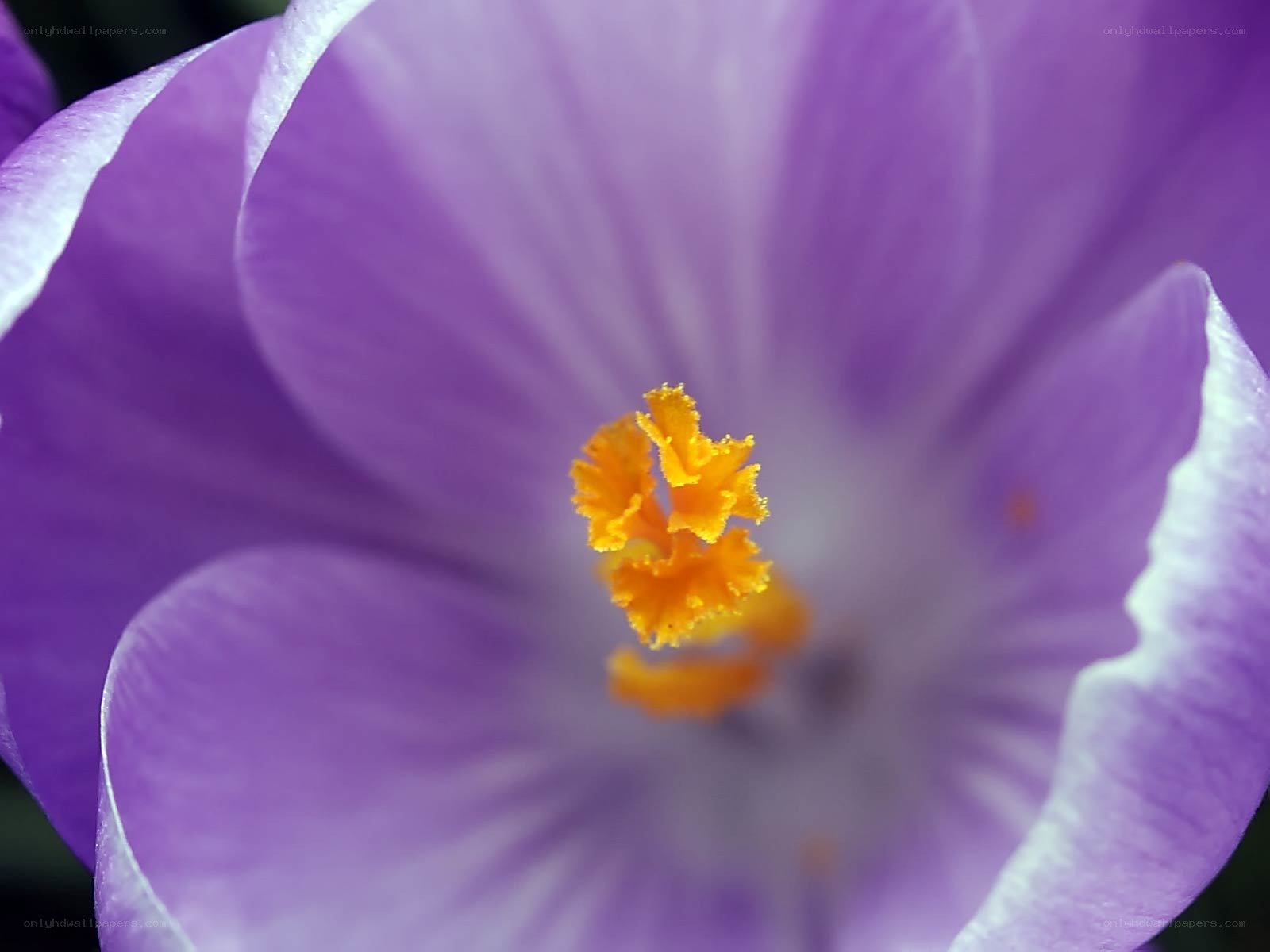 purple crocus flower close-up