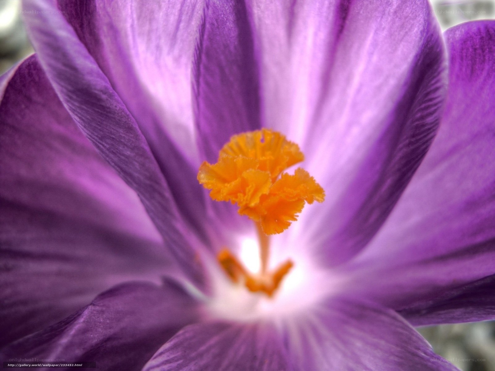 purple crocus flower close-up