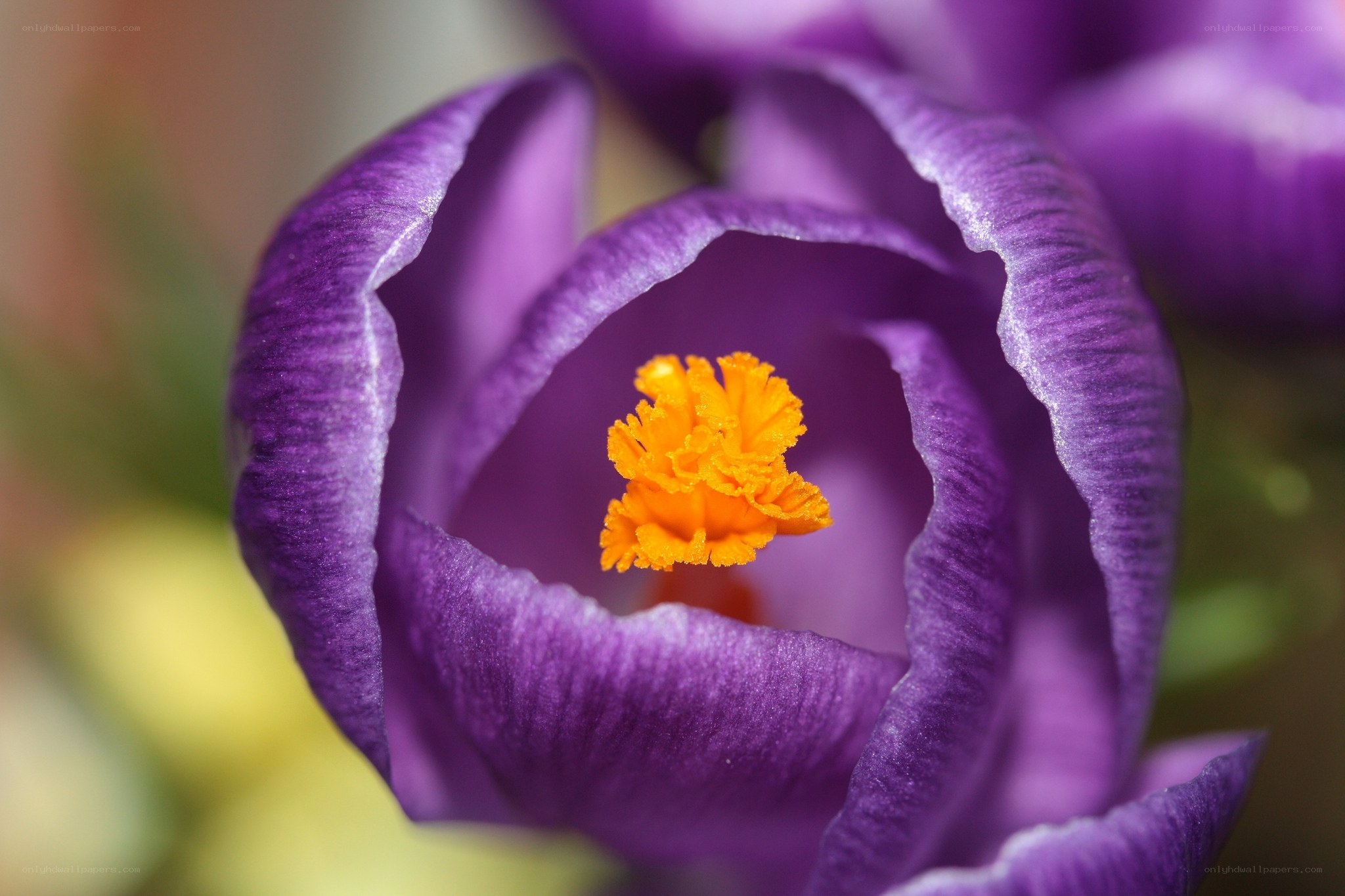 Purple crocus flower close-up