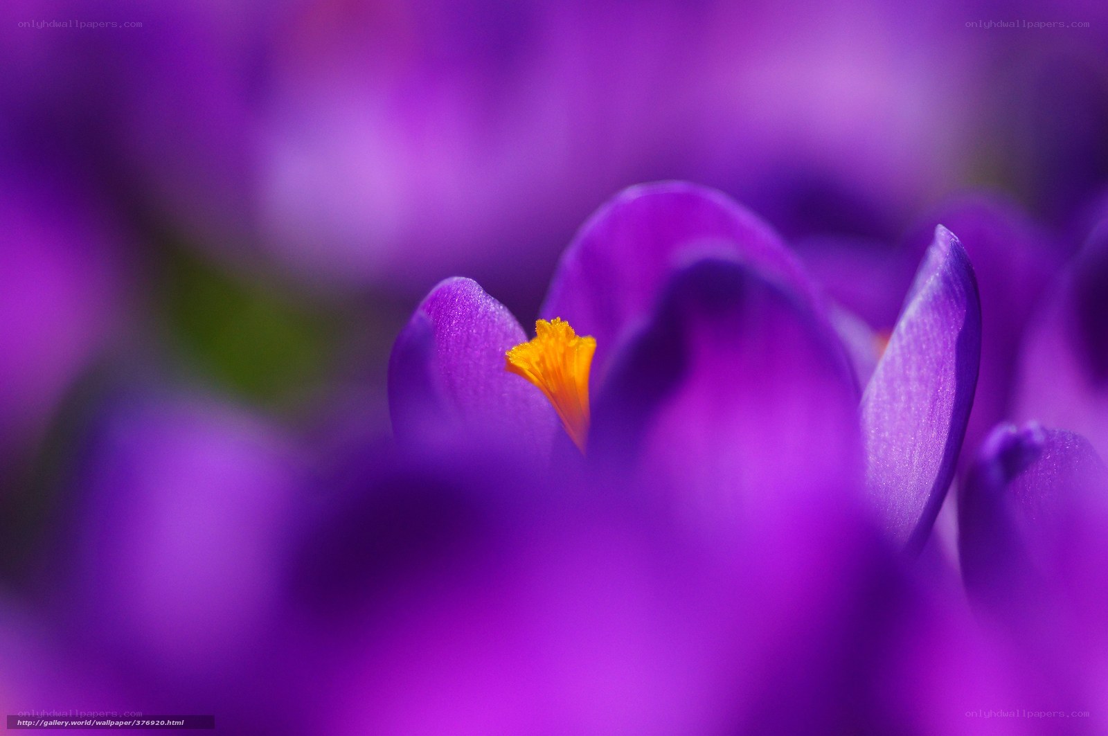 Purple crocus flower close-up