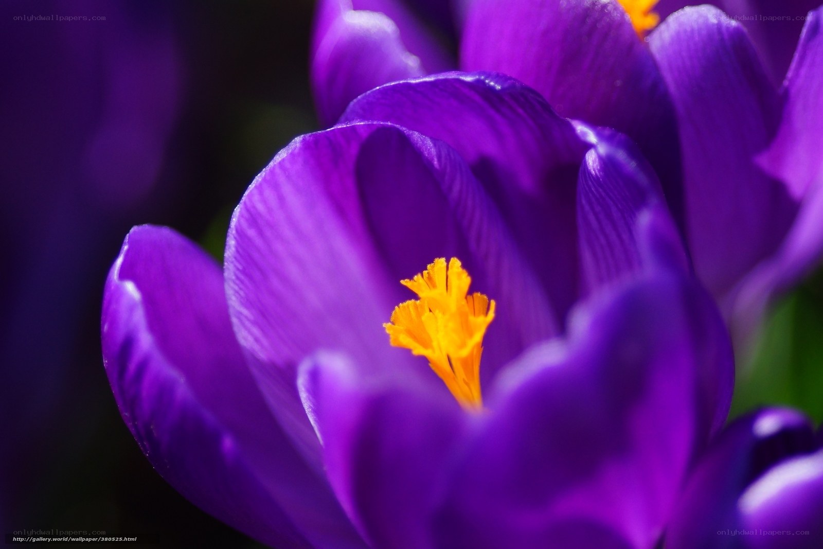 Purple crocus flower close-up