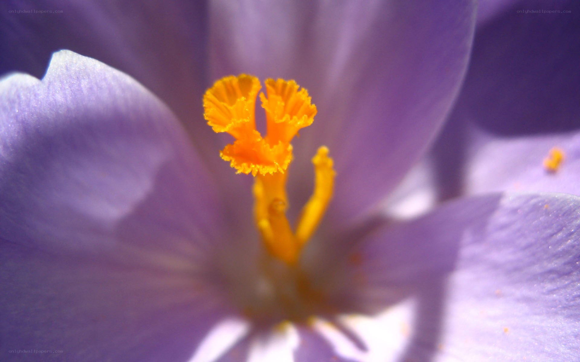 purple crocus flower close-up