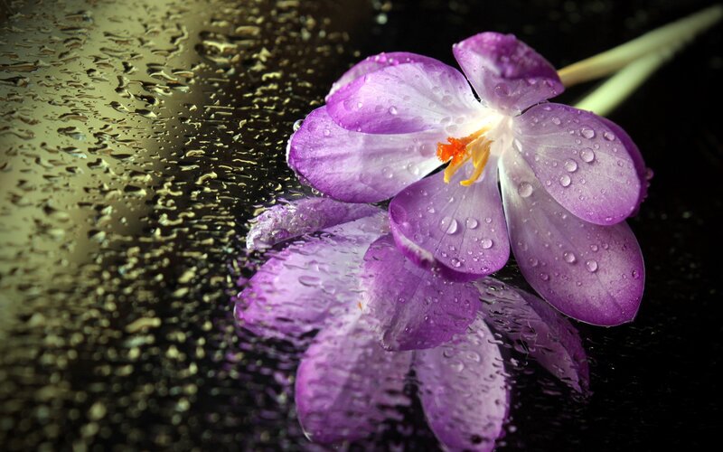 Purple Crocus Flower — Dramatic, Photograph, Raindrops, Reflection