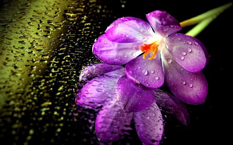 Purple Crocus Flower — Dramatic, Photograph, Raindrops
