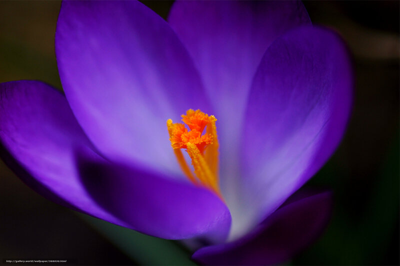 Purple Crocus Flower — Dramatic, Photograph, Stamen, Petal