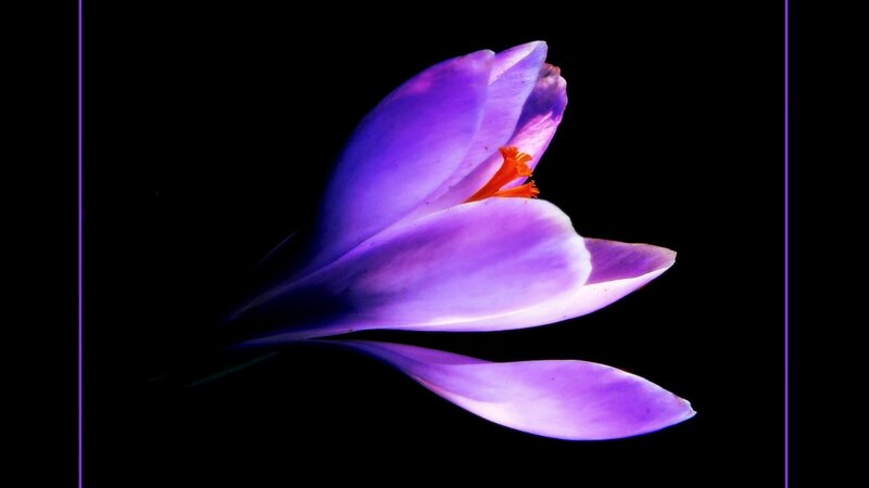 Purple Crocus Flower — Dramatic, Photograph, Stamen