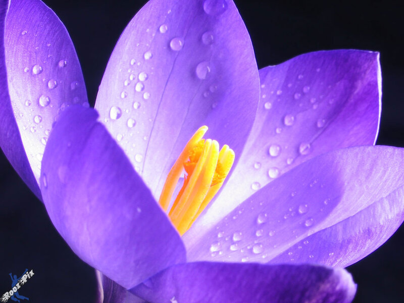 Purple Crocus Flower — Dramatic, Photograph