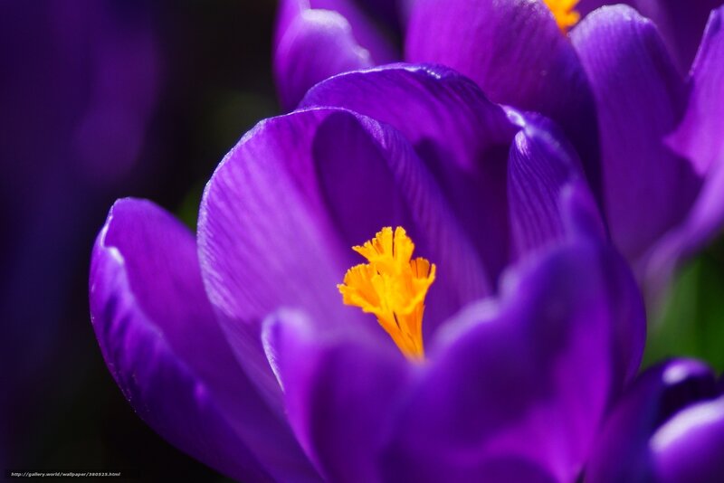 Purple Crocus Flower — Dramatic, Spring, Photograph, Yellow Stamen