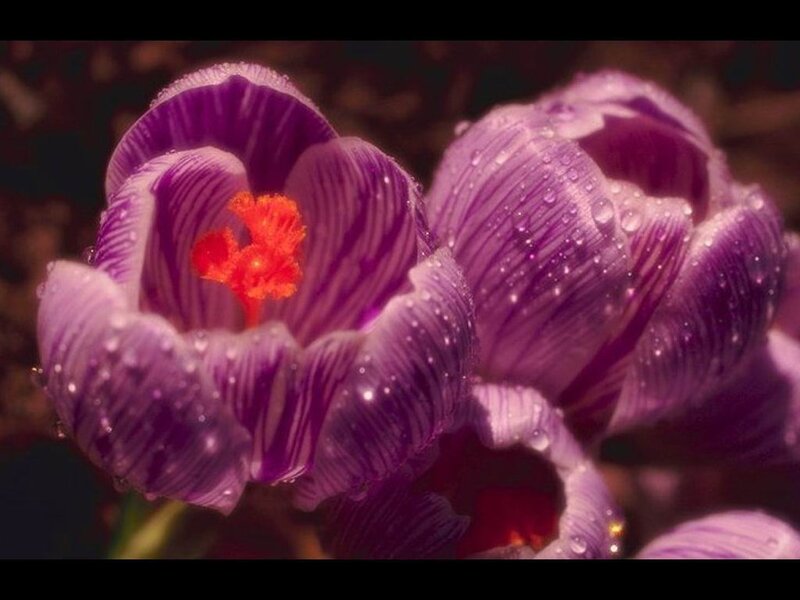 Purple Crocus Flower — Dramatic, Spring