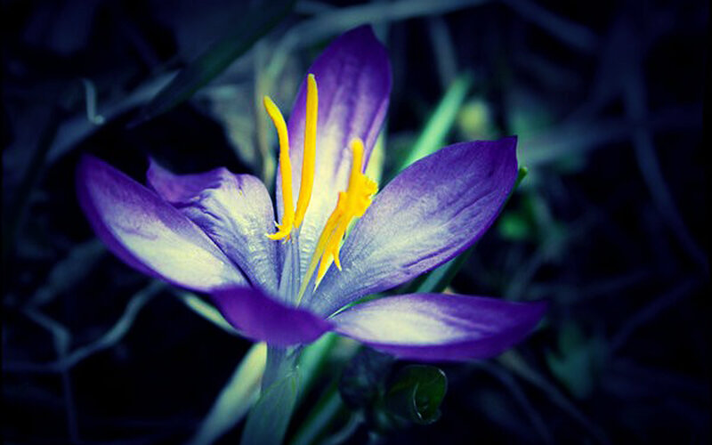 Purple Crocus Flower — Dramatic