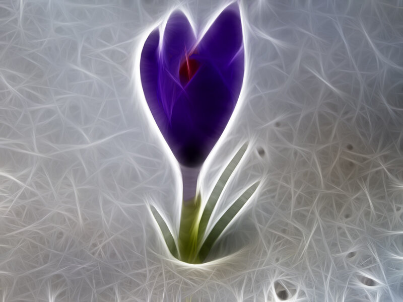 Purple Crocus Flower — Ethereal