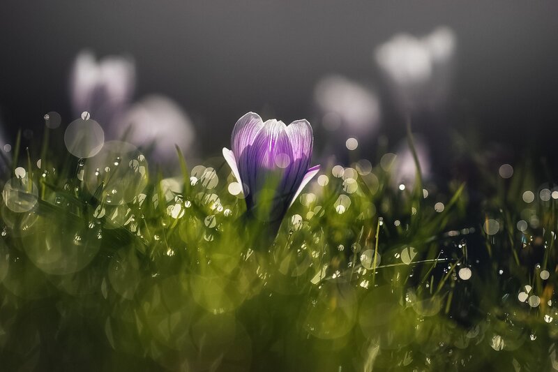 Purple Crocus Flower — Green, Serene