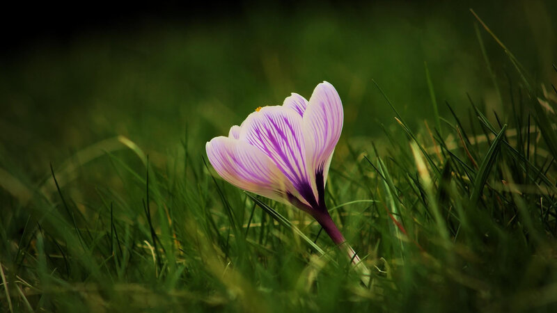 Purple Crocus Flower — Green