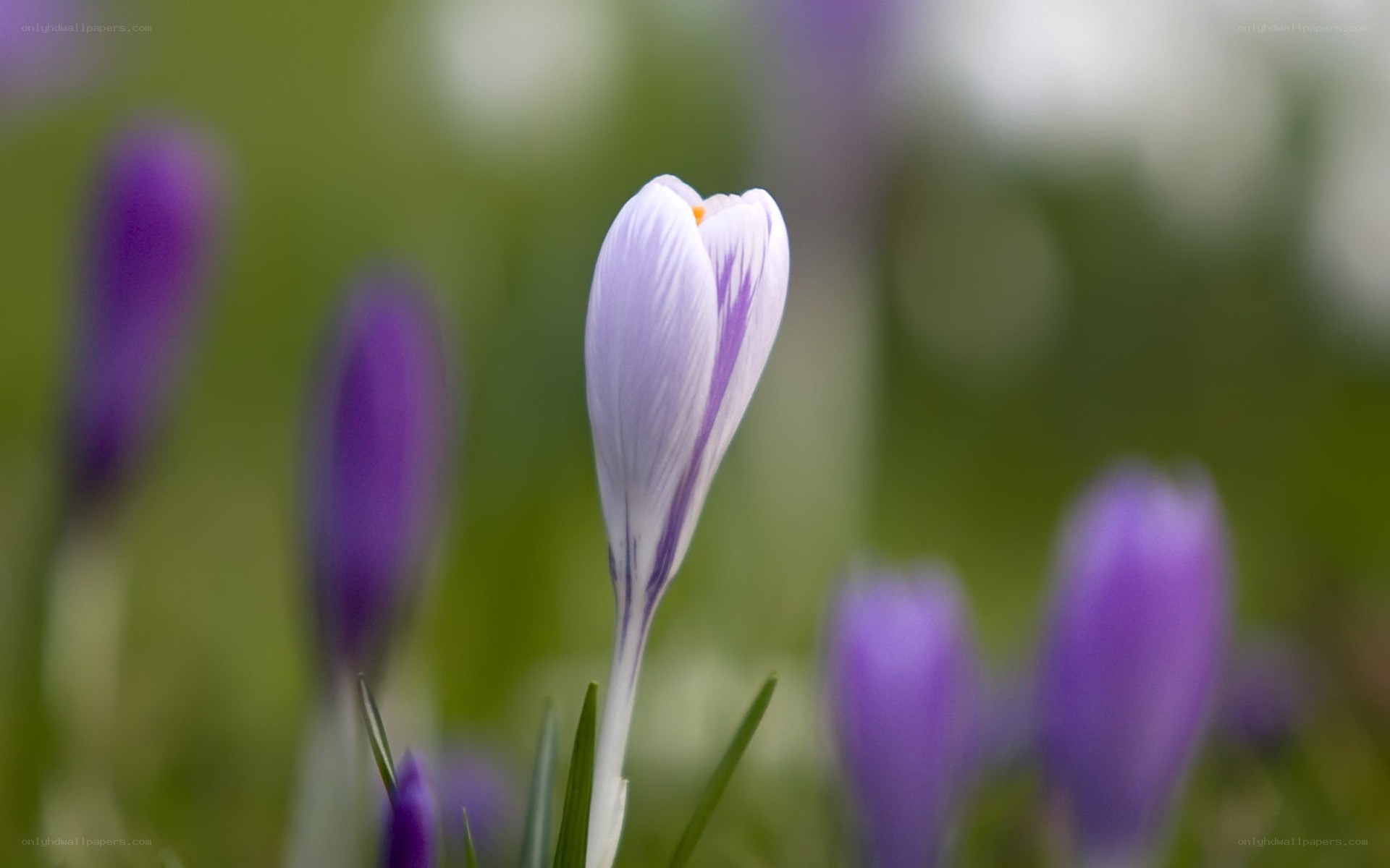 purple crocus flower in bloom