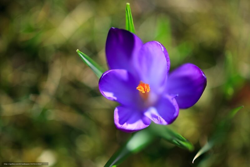 Purple crocus flower in bloom