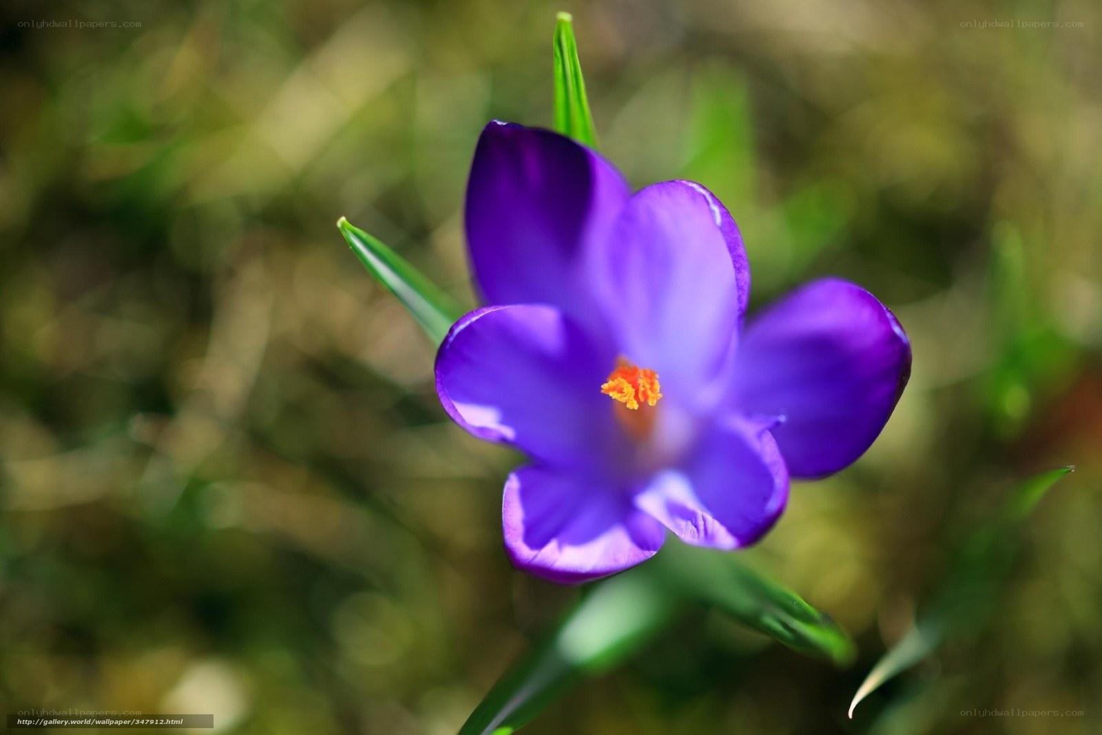 Purple crocus flower in bloom