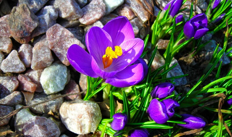 Purple Crocus Flower — Natural, Spring, Photograph, Rocks