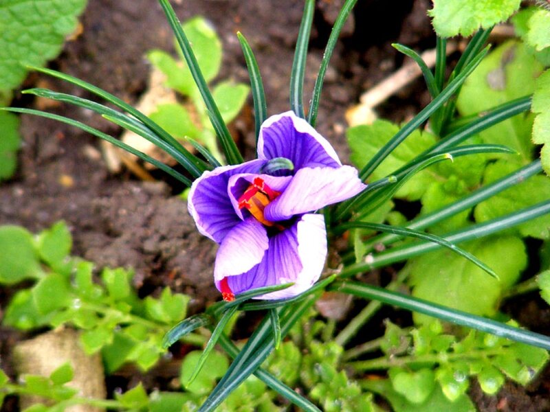 Purple Crocus Flower — Natural, Spring, Photograph