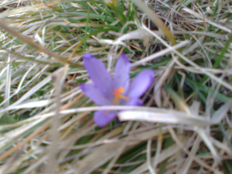 Purple Crocus Flower — Natural, Spring