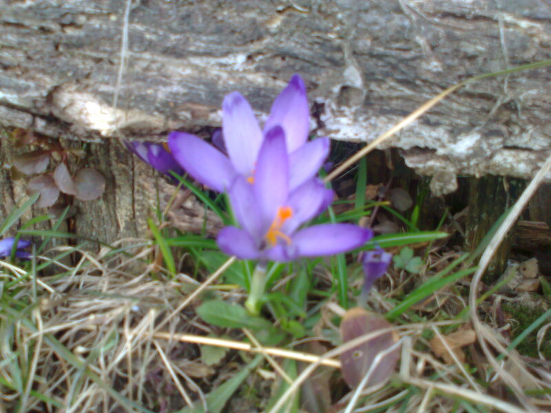 Purple Crocus Flower — Natural