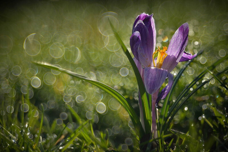 Purple Crocus Flower — Serene, Morning