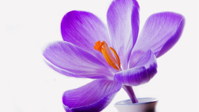 Purple Crocus Flower — Serene, Photograph, Stamen