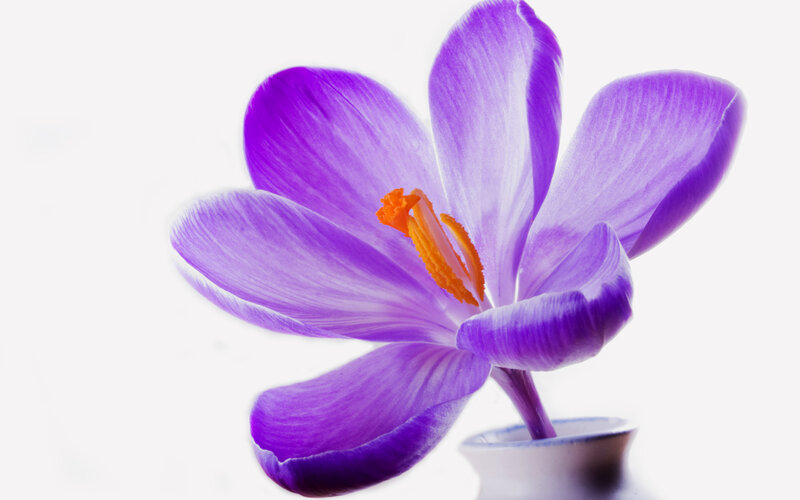 Purple Crocus Flower — Serene, Photograph