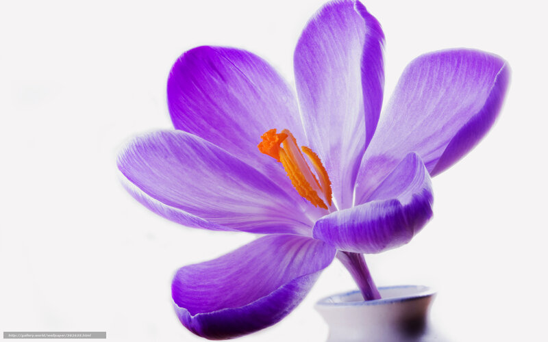 Purple Crocus Flower — Serene, Photograph, Vase