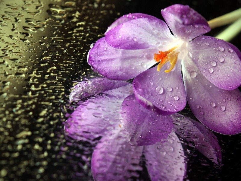 Purple Crocus Flower — Serene, Photograph, Water Droplets