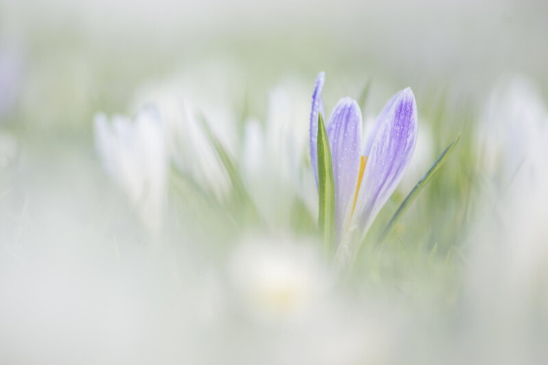 Purple Crocus Flower — Serene, Spring, Photograph, Grass, Dew Drops