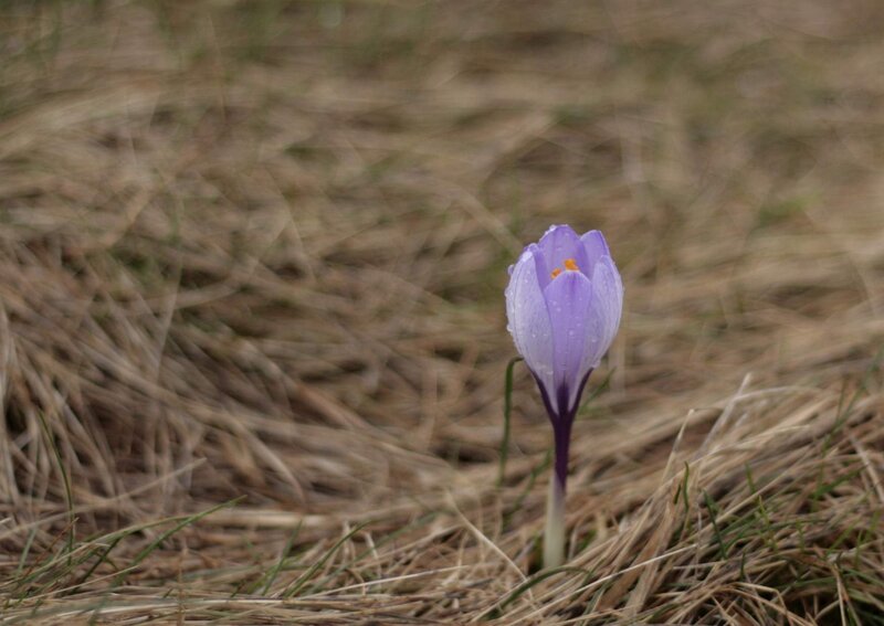 Purple Crocus Flower — Serene, Spring, Photograph, Grass, Dewdrops