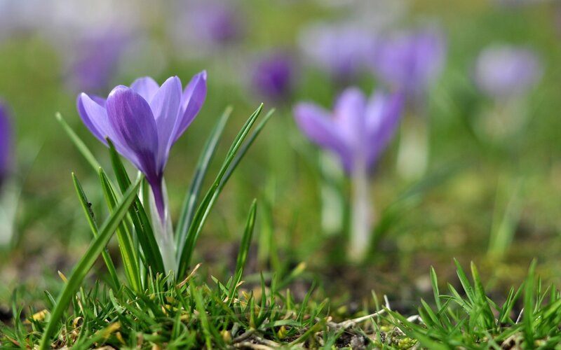 Purple Crocus Flower — Serene, Spring, Photograph, Grass, Green Leaves, Field