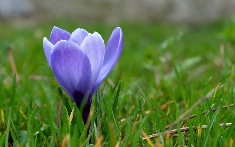 Purple Crocus Flower — Serene, Spring, Photograph, Grass, Greenery