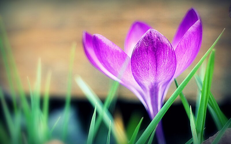 Purple Crocus Flower — Serene, Spring, Photograph, Grass, Outdoor